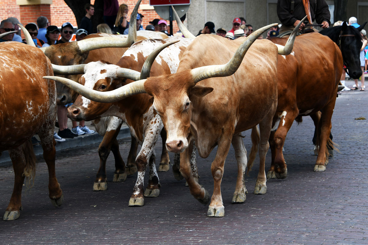 035 Longhorn Parade in Fort Worth.JPG